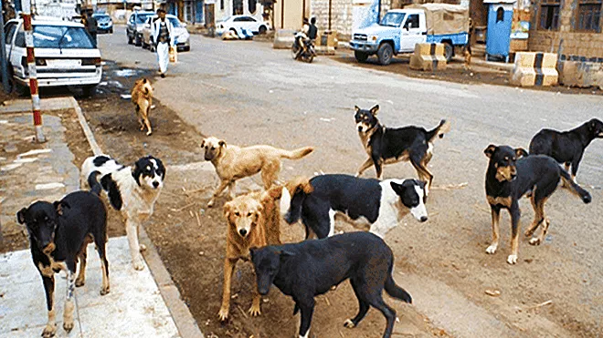 الكلاب الضالة تنتشر في اليمن